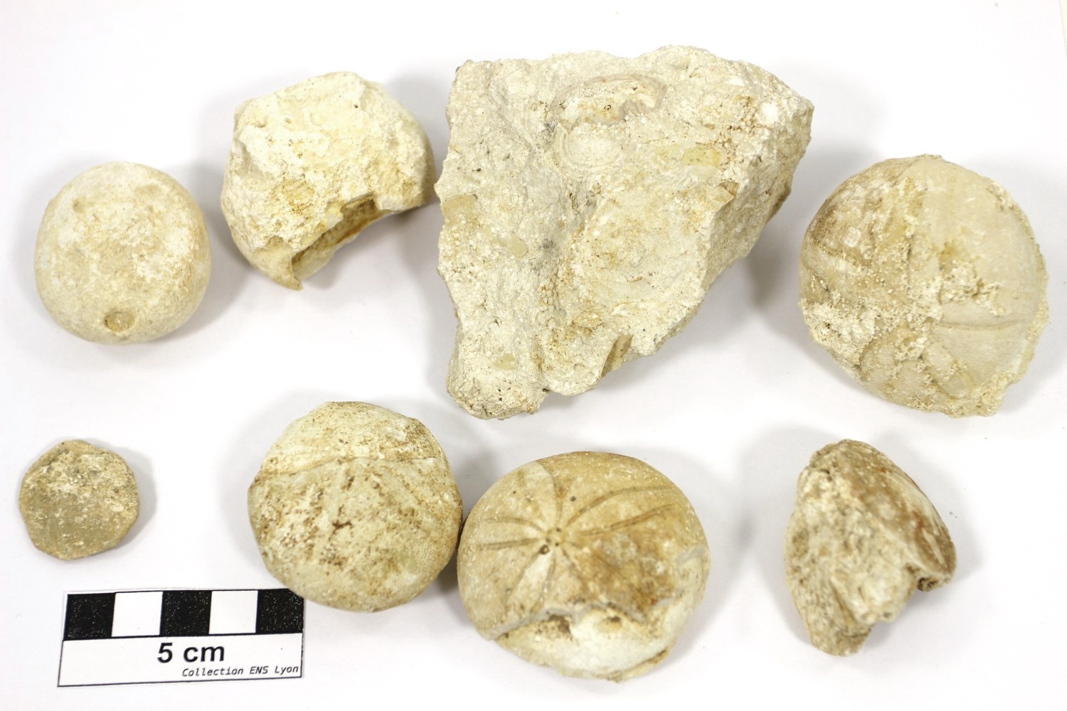Calcaire à echinolampas et orbitolites Calcaire de Couquèques Bassin Aquitain Médoc